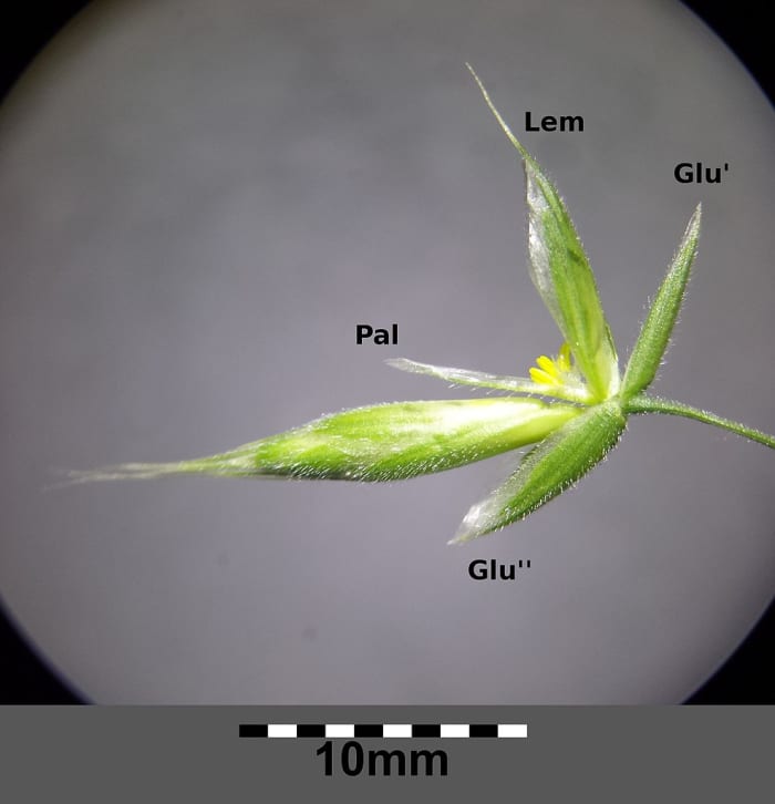 A floret inside a spikelet of Bromus hordeaceus (a member of the grass family) and an unopened spikelet