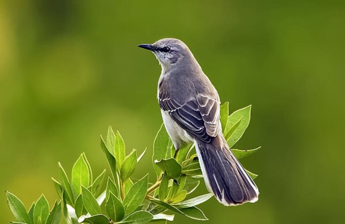 The beautiful mockingbird, but wait, this one isn't black! Has there been a mistake? --Oh I get it now; this is the Northern mockingbird, not the BC Rich Mockingbird!