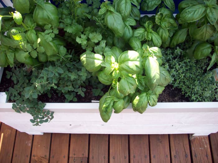 Herbs are the most common edible plants in a garden. These little leafy greens are also really easy to grow in a container.