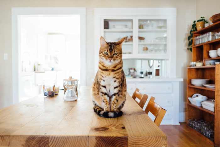 What to do if your cat is a picky eater.