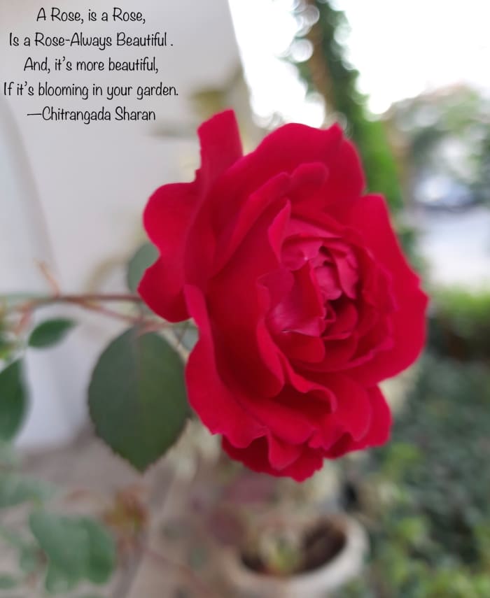 A Rose, is a Rose, is a Rose—Always beautiful. And, it’s more beautiful, if it’s booming in your garden.