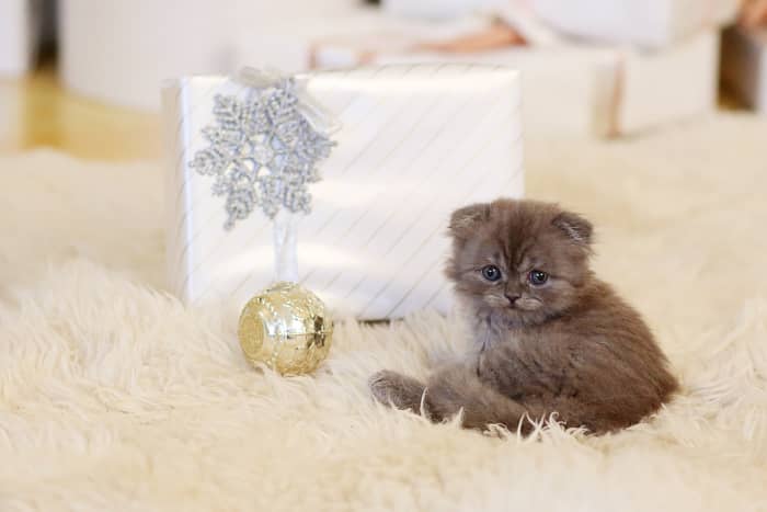 Cats love to climb and scratch, so gifts that allow them to blow off steam without damaging existing furniture are ideal.