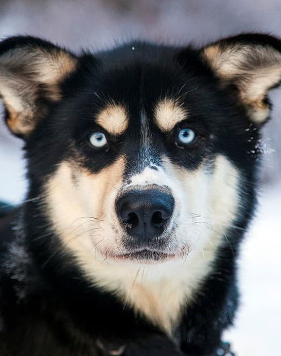 Sled dog (husky) - By Denali National Park and Preserve