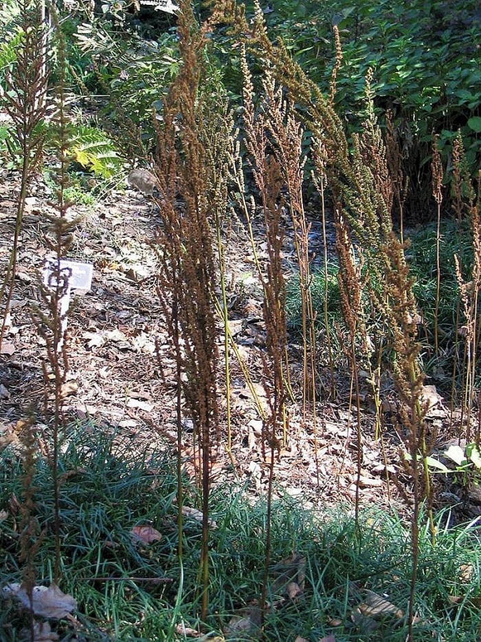 You can leave the spent flowers to dry on the plants to provide winter interest or harvest them for use in dried arrangements.