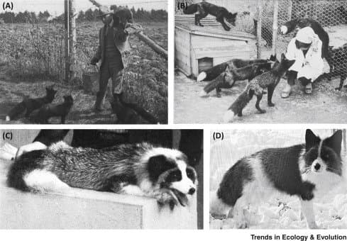 Some of the traits domesticated foxes exhibit is friendliness (affiliative behavior) and pied coats, and