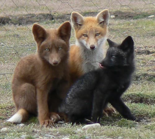 A "rainbow" of foxes, all red foxes (Vulpes vulpes) despite their unique coat colors.