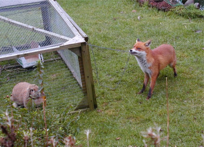 The current evidence points to dogs self-domesticating by growing comfortable with human presence, as many fox populations around the world also do.