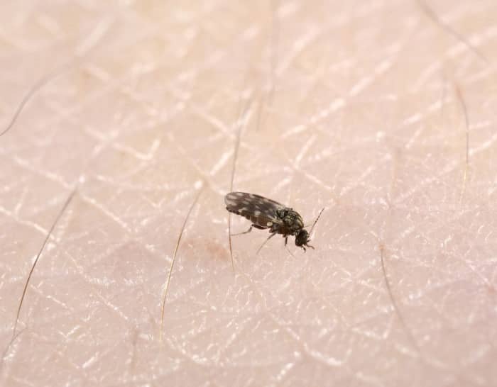Biting midges are often referred to as no-see-ums because they are so small that they can be hard to spot.