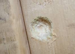 The First Sign of a Carpenter Bee is a Small Hole That Looks Like it Has Been Partially Drilled. Wood Shavings are Usually Prese