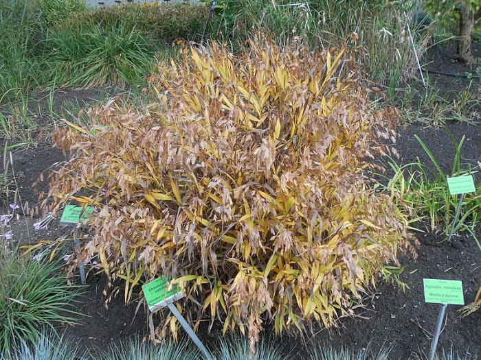 The foliage turns a lovely copper color in the fall and remains throughout the winter.