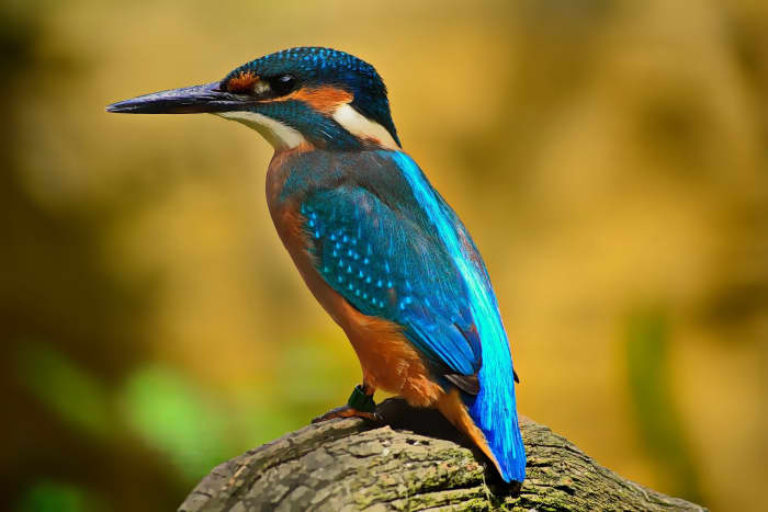 This article will provide information about the names of different kinds of birds in the Spanish language.