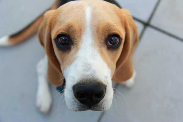 We Beg With Our Eyes, Our Interacting, Our Rituals, Our Cuteness -- For Something That We Cannot Give of Ourselves Before First Having It.