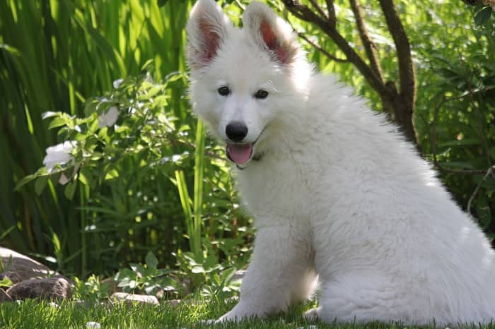 As long as you don’t mind grooming your dog and taking care of its health, then you should not hesitate to get acquainted with one of these loyal and playful puppies.