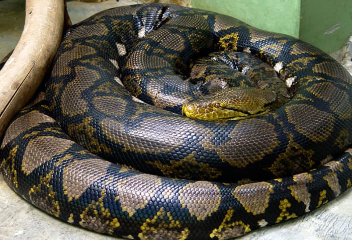 Python - The longest snake in the world is the Python. The Asian Python Reticulates can grow as long as 10 12 metres. Image Credit: Mariluna - Wikipedia Commons