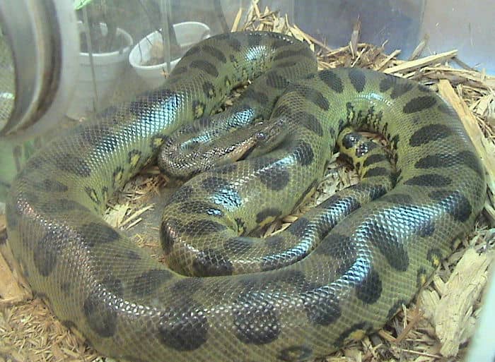 The Green Anaconda - World's biggest snake. Can grow as long as 8 metres long and as wide as a fully grown man and weigh 250 kilogrammes.Image Credit: LA Dawson Wikimedia Commons