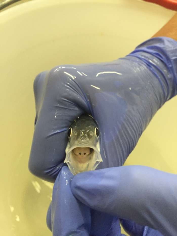 Isopod Facts, Taxonomy, and the TongueEating Louse in Fish Owlcation