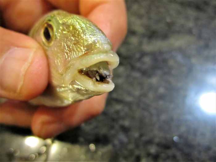 The TongueEating Louse Isopod Features and Taxonomy Facts Owlcation