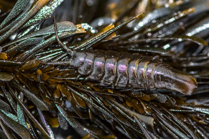 Pentidotea stenops is an isopod that lives in seaweed. This one is well camouflaged. The animal lives on the west coast of North America.