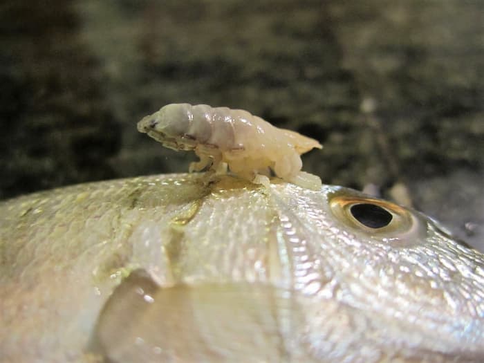Cymothoa exigua or the tongue-eating louse outside the body of the sand steenbras that it parasitized