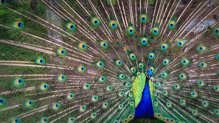 Peacocks Are Naturally Beautiful. Imitating Them Is Unnaturally Ugly -- Especially When Done by Friends