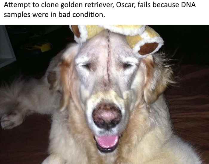 Oscar was such a special dog that the three of them decided to pool their money and have it cloned after it died last year, aged 13.