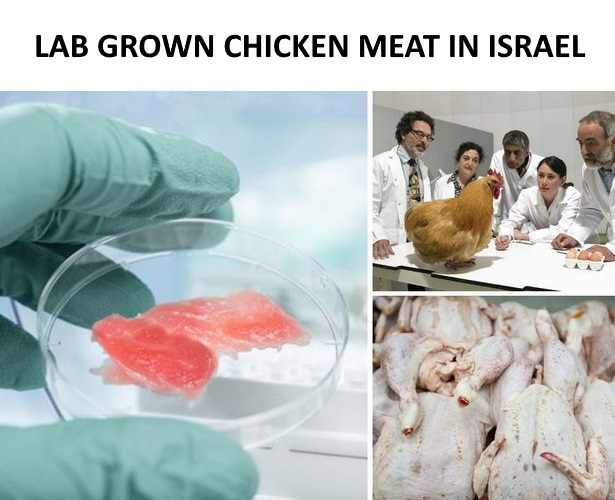 Israeli non-profit Modern Agriculture Foundation (MAF) is developing lab-grown chicken meat that doesn’t require the rearing and slaughtering of birds