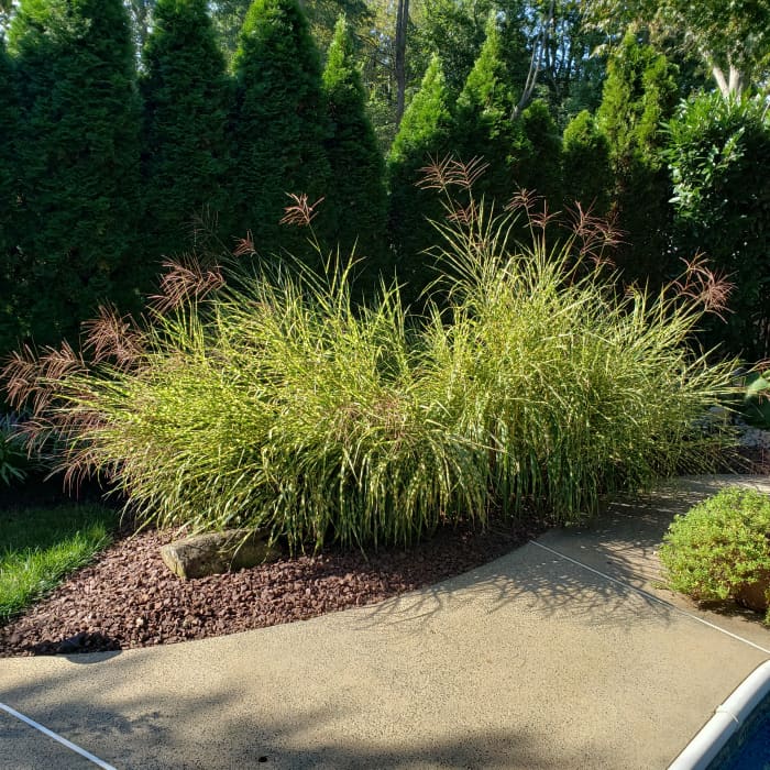 How to Grow Zebra Grass, an Ornamental Grass - HubPages