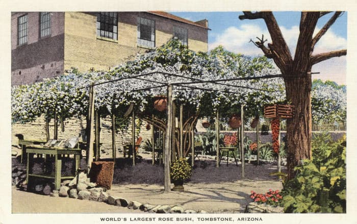 This photo was taken in the 1930s. Today the Rosebush is over 8,000 ft wide and was certified by Ripleys as the World's Largest.
