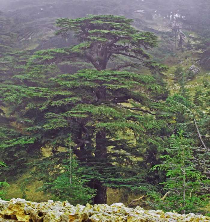 Fragrant Cedar wood has been used for over 6,000 years to build homes. It's no surprise we like the smell and it is often found in men's colognes