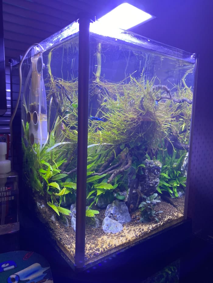 Setting Up Your First Fish Tank - HubPages