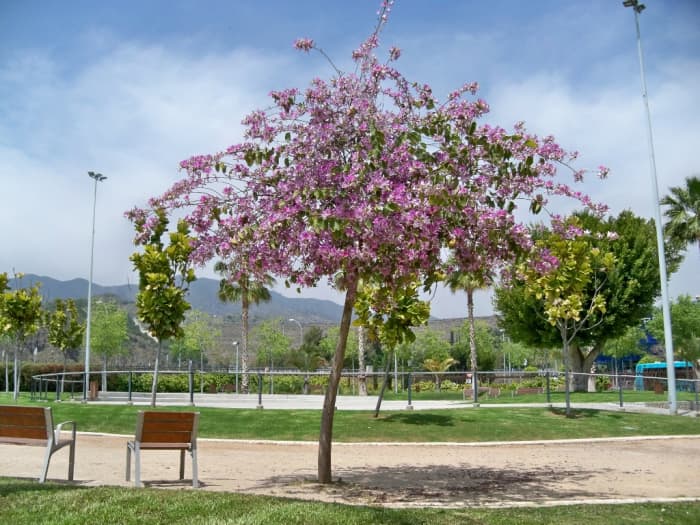 The Kachnar/Bauhinia Variegata Tree