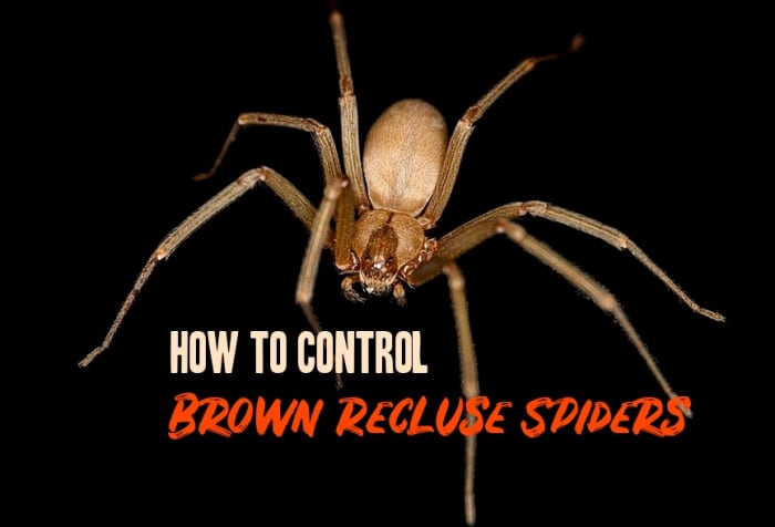 Brown Recluse Spider: Non-Toxic Control - Owlcation