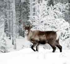 Reindeer live in coldest regions of the world.
