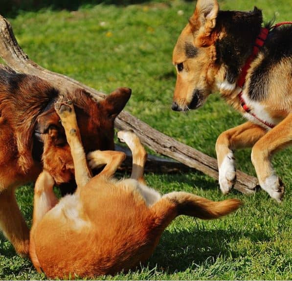 If you have helpers, have them prevent any other dogs from joining in to prevent a multiple dog fight.