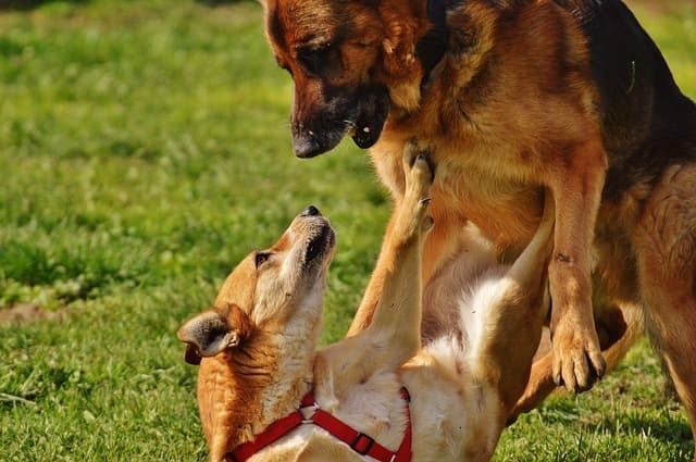 How to Break Up a Dog Fight: 7 Methods to Make Safety Your Top Priority ...