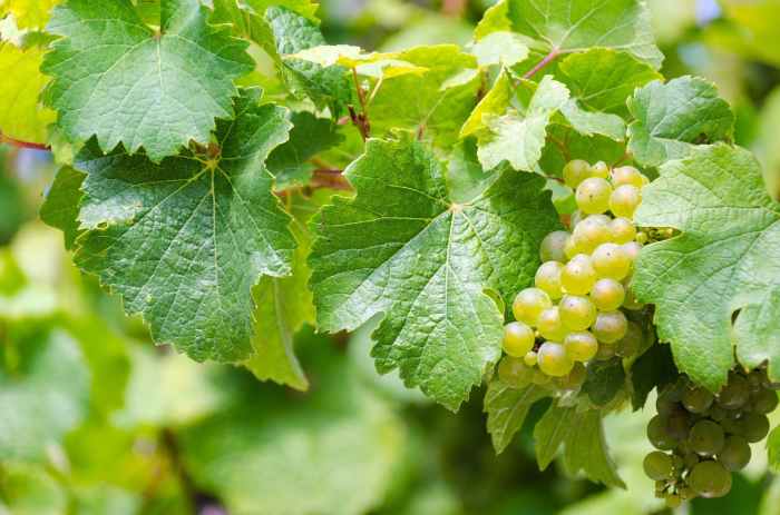 Riesling grapes