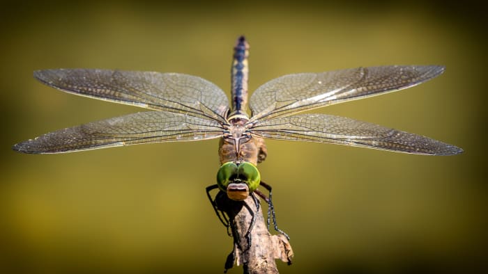 This article will provide information about the names of different kinds of insects in the Italian language.
