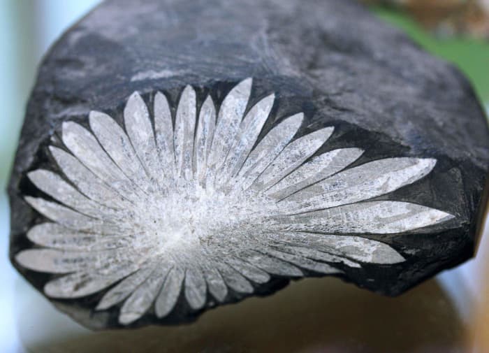 Chrysanthemum stone gathers its name from the marking on the stone that bears a resemblance to the flower of the same name.