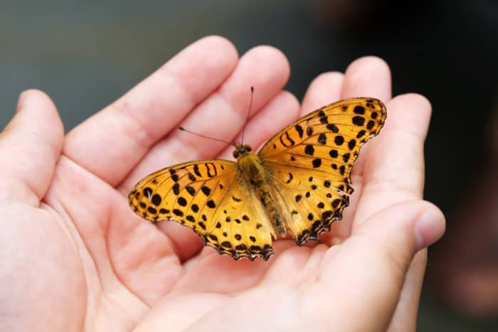 If the weather is warm enough, you can order a live caterpillar kit. If not, you can make crafts to illustrate the transformation from caterpillar to butterfly.