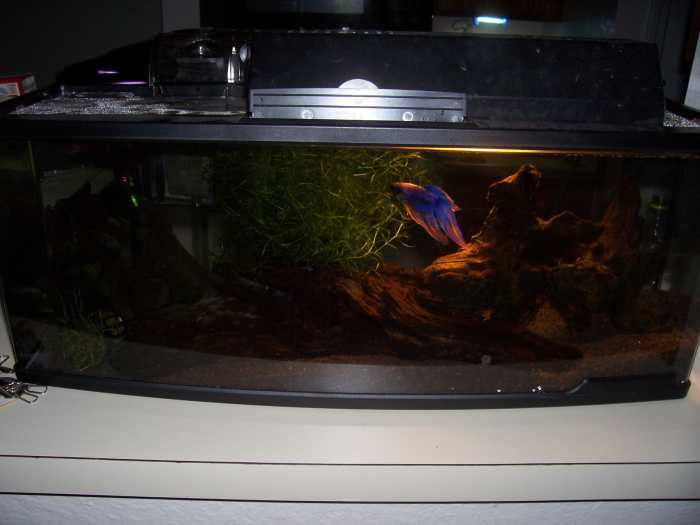 How to Set up a Freshwater Aquarium for Cheap PetHelpful