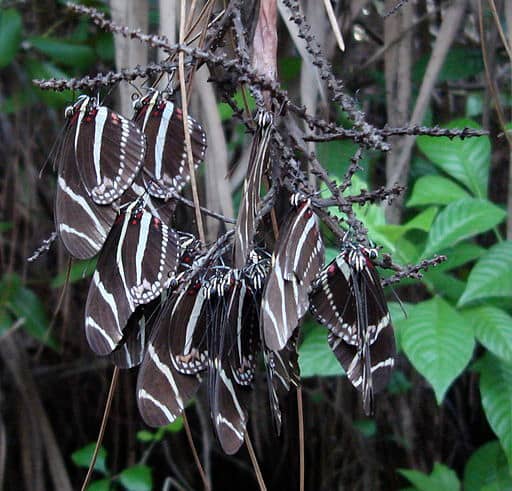 Zebra Butterflies "Roosting" at Night in a Tree
