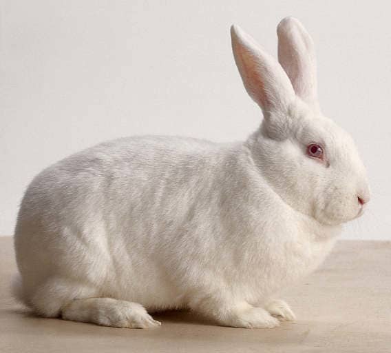 Bunny Breed Guide: New Zealand White Rabbit - PetHelpful