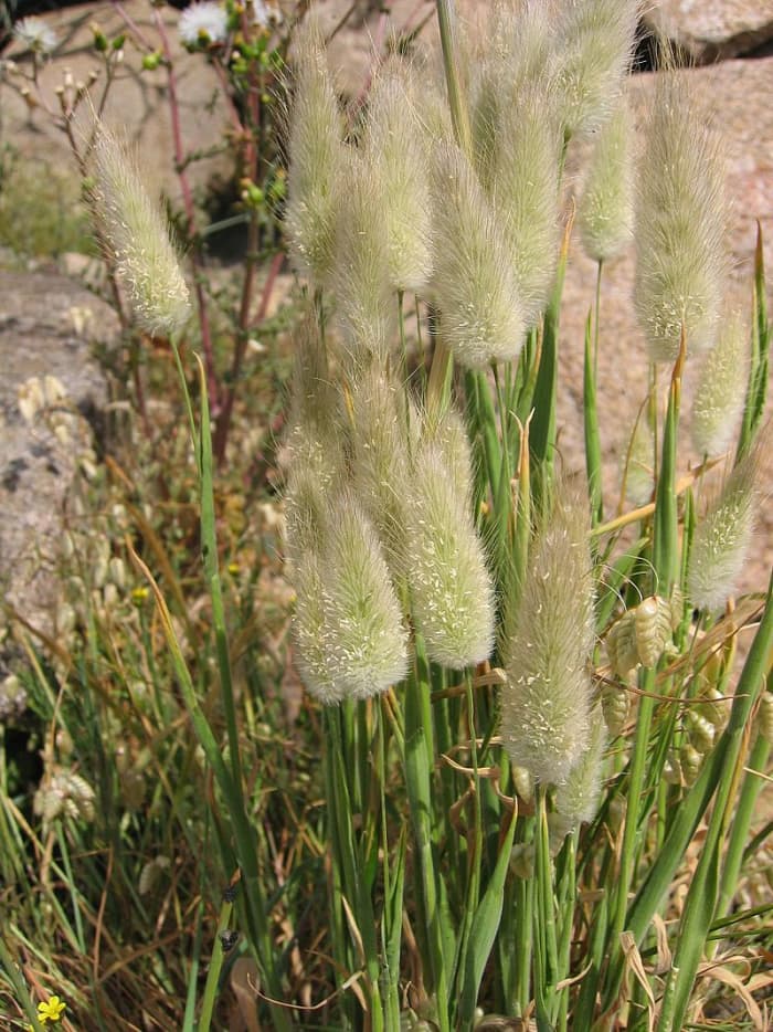 How To Grow Bunny Tail Grass An Ornamental Grass Dengarden