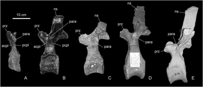 Adratiklit's dorsal vertebra compared to those of other stegosaurs (from left to right, Stegosaurus, Loricatosaurus, Kentrosaurus, and Hesperosaurus).
