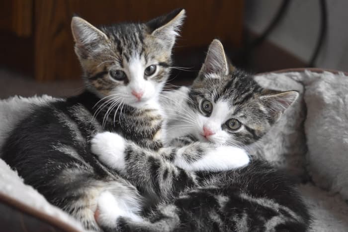 How to Care for Stray Kittens: A Guide to Raising Feral Kittens