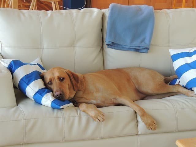 Recording your dog's behavior when left alone can give you some important insights on his emotional wellbeing.