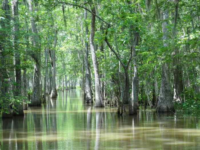 Our Mental Swamps with Some Prehistoric Beasts in Stale, Murky Waters -- Refusing to Allow Fresh Waters to Turn It into an Ever Flowing River. -- Val Karas