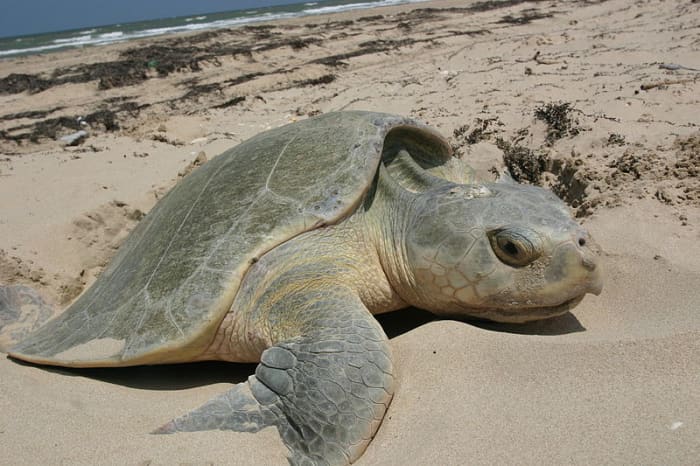 Kemp's Ridley Sea Turtle nesting