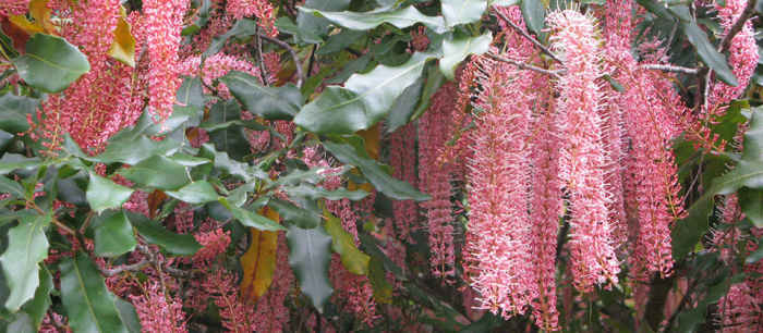 Pink macadamia blossoms