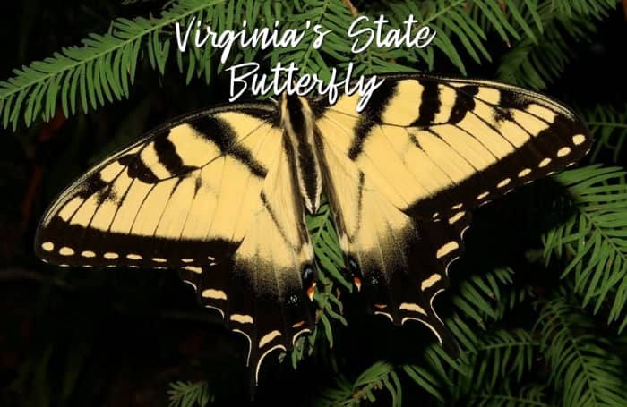 The eastern tiger swallowtail butterfly is the state insect of Virginia.